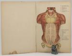Lankaster, The Human Body.