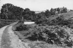 Lonsdale Margaret / Tutin, Sister Dora Collection.
